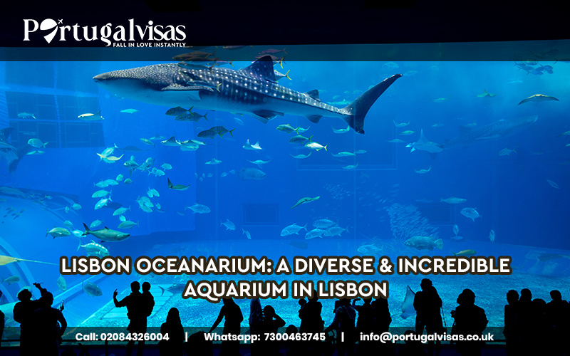 Lisbon Oceanarium: A diverse & incredible aquarium in Lisbon