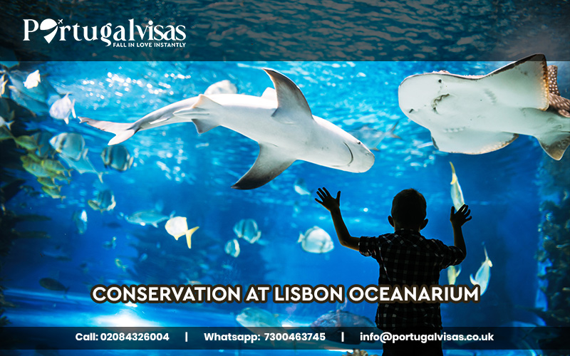 Conservation at Lisbon Oceanarium